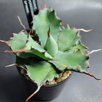 AGAVE POTATORUM SPAWN