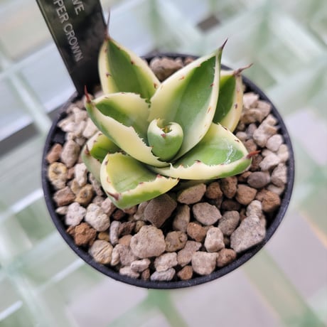 AGAVE SUPER CROWN