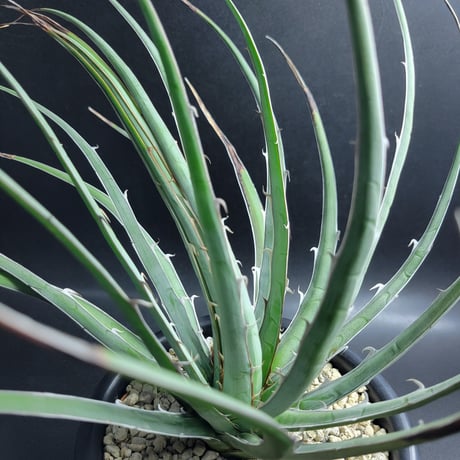 AGAVE KERCHOVEI (SP.)