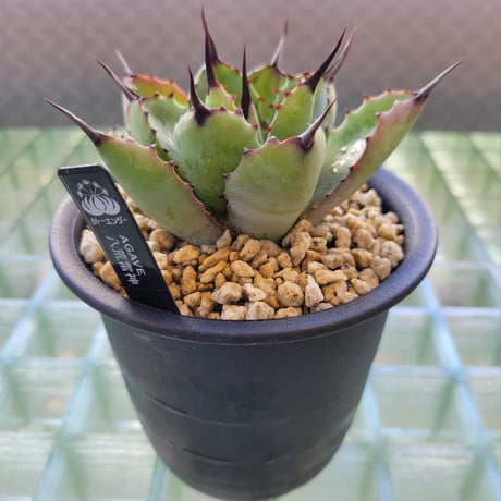 AGAVE 八荒雷神