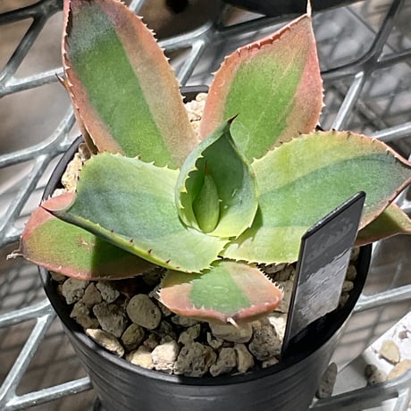 カトーエンゲー東京