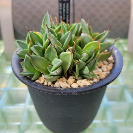 AGAVE PARRYI TRUNCATA BED OF NAILS