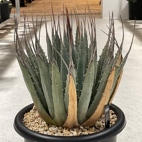 アガベ ベルナエ 111 Growing environment for growing agave into a ball shape (2024