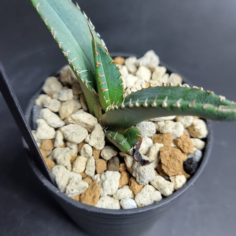 AGAVE TITANOTA 波濤