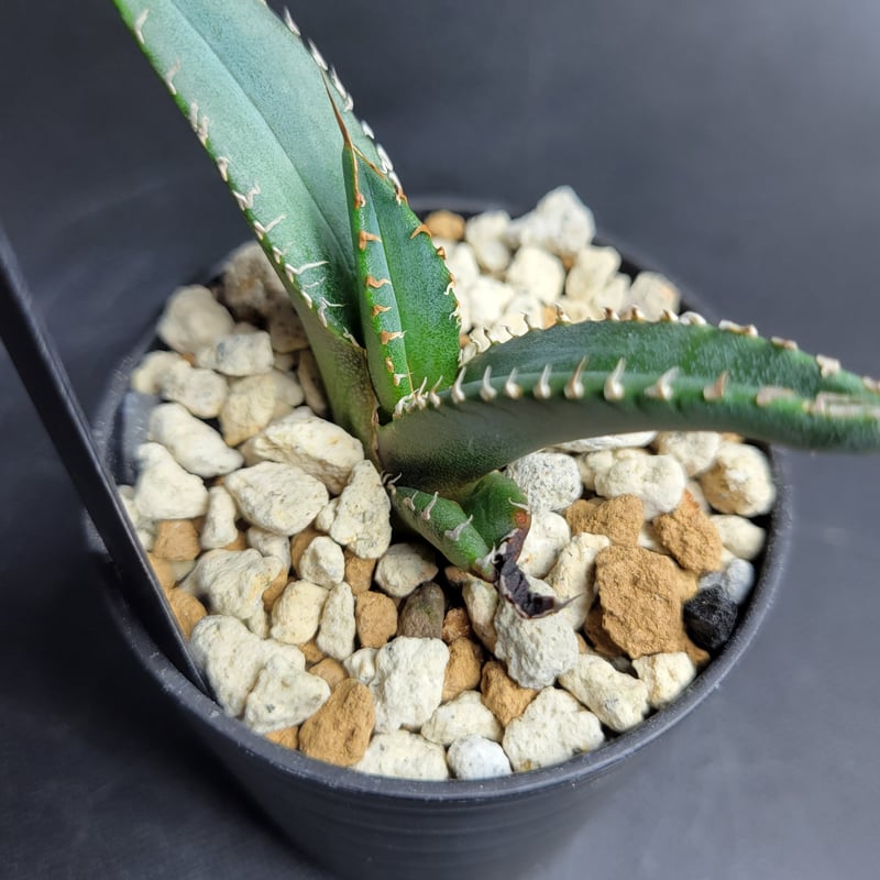 AGAVE TITANOTA 波濤 | カトーエンゲー東京