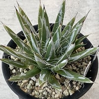 AGAVE TOUMEYANA
