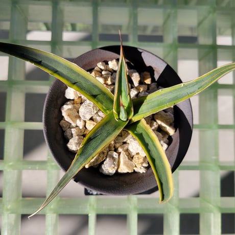 AGAVE LECHUGUILLA  × 霧雨(konect)