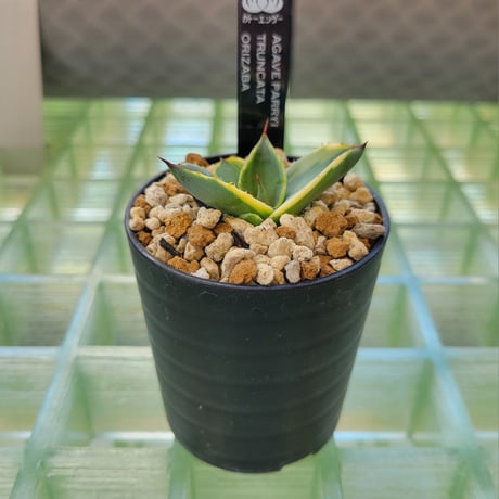 AGAVE PARRYI TRUNCATA ORIZABA