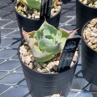 AGAVE ISTHMENSIS INLAND FORM