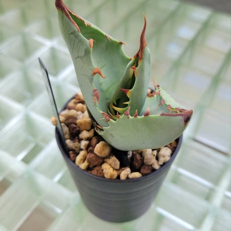 AGAVE TIMARG (TITANOTA×MARGINATA)