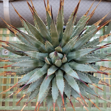 AGAVE UTAHENSIS