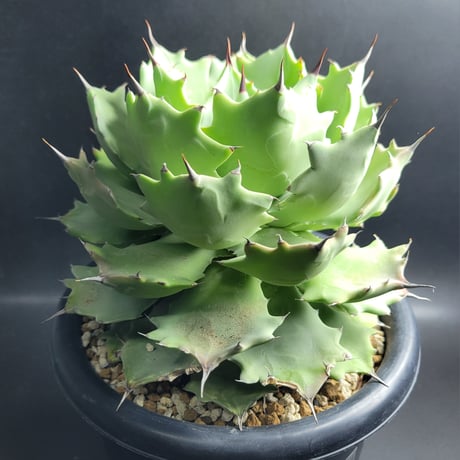 AGAVE ISTHMENSIS INLAND FORM