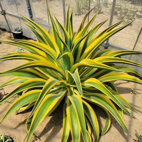 AGAVE DESMETTIANA GOLD MARGIN