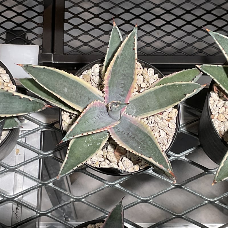 MANGAVE FOXY LADY | カトーエンゲー東京