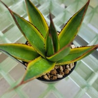 AGAVE SUN GLOW