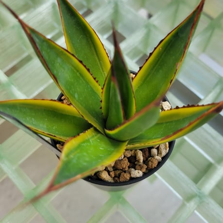 AGAVE SUN GLOW