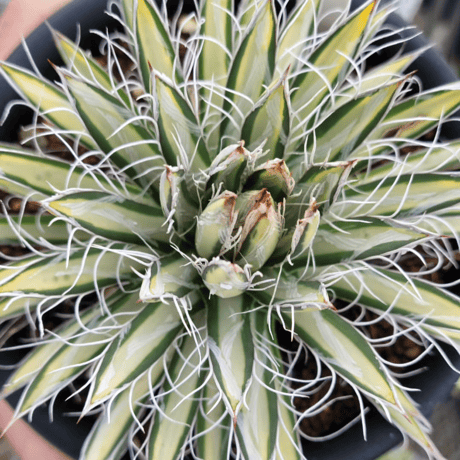 AGAVE PARVIFLORA 姫乱雪白中斑