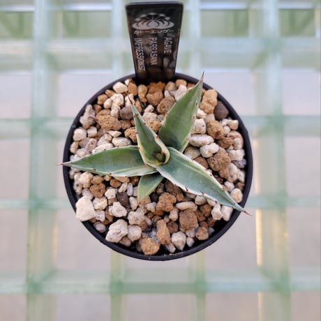 AGAVE PARRASANA IMPRESSIONIST