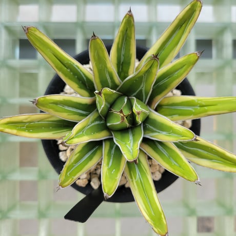 AGAVE VICTORIAE-REGINAE 笹の雪 フランスアイボリー
