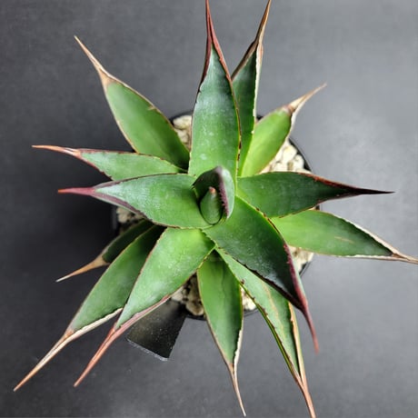 AGAVE BLUE GLOW