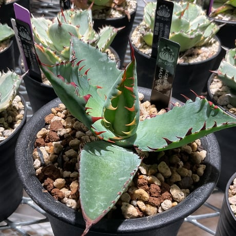 カトーエンゲー東京