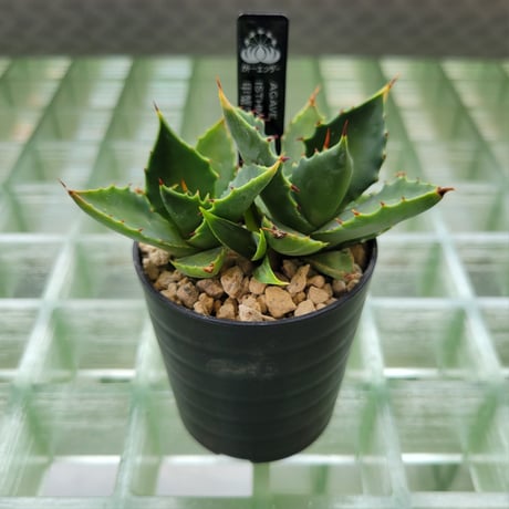 AGAVE ISTHMENSIS 甲蟹交種