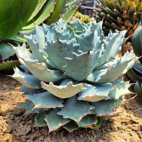 AGAVE ISTHMENSIS INLAND FORM