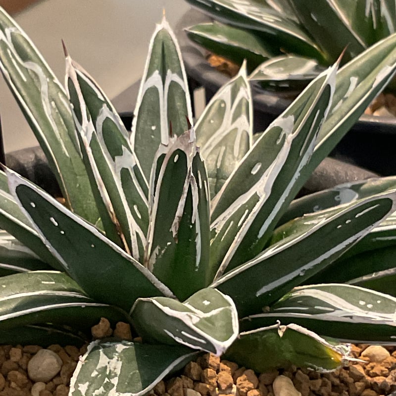 AGAVE VICTORIAE-REGINAE 笹の雪 | カトーエンゲー東京