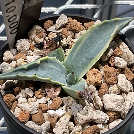 AGAVE MONTANA TIFFANY | カトーエンゲー東京