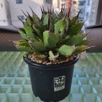 AGAVE CUBIC MARGINATA