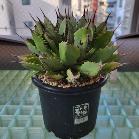 AGAVE CUBIC MARGINATA