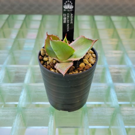 AGAVE CELSII NOVA 白覆輪