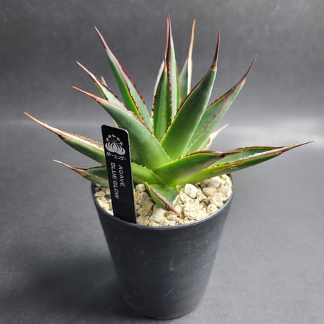 AGAVE BLUE GLOW