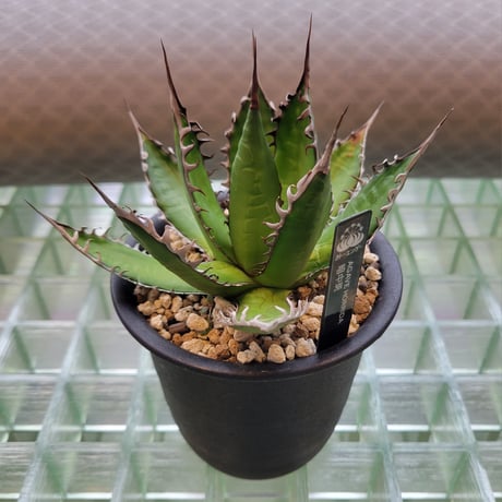 AGAVE HORRIDA 暗中斑