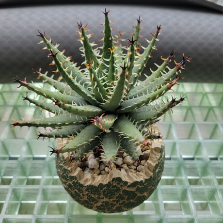 ALOE ERINACEA×KONECT FANG KTE MODEL