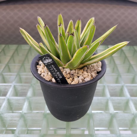 AGAVE VICTORIAE-REGINAE 笹の雪 フランスアイボリー