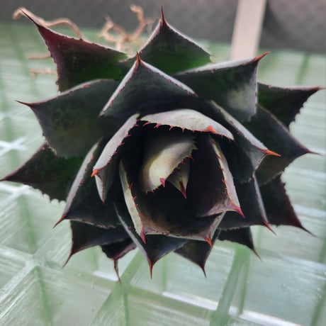 MANGAVE ISTHMENSIS ×BLOOD SPOT