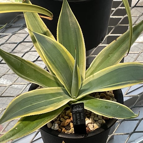 AGAVE BLUE FLAME VARIEGATA