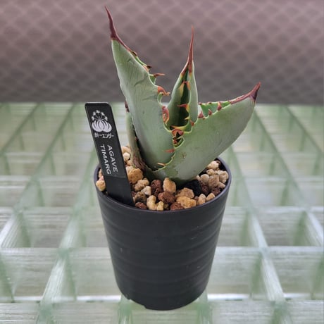 AGAVE TIMARG (TITANOTA×MARGINATA)