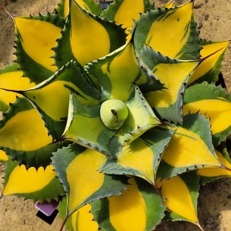 AGAVE RUMRUNNER