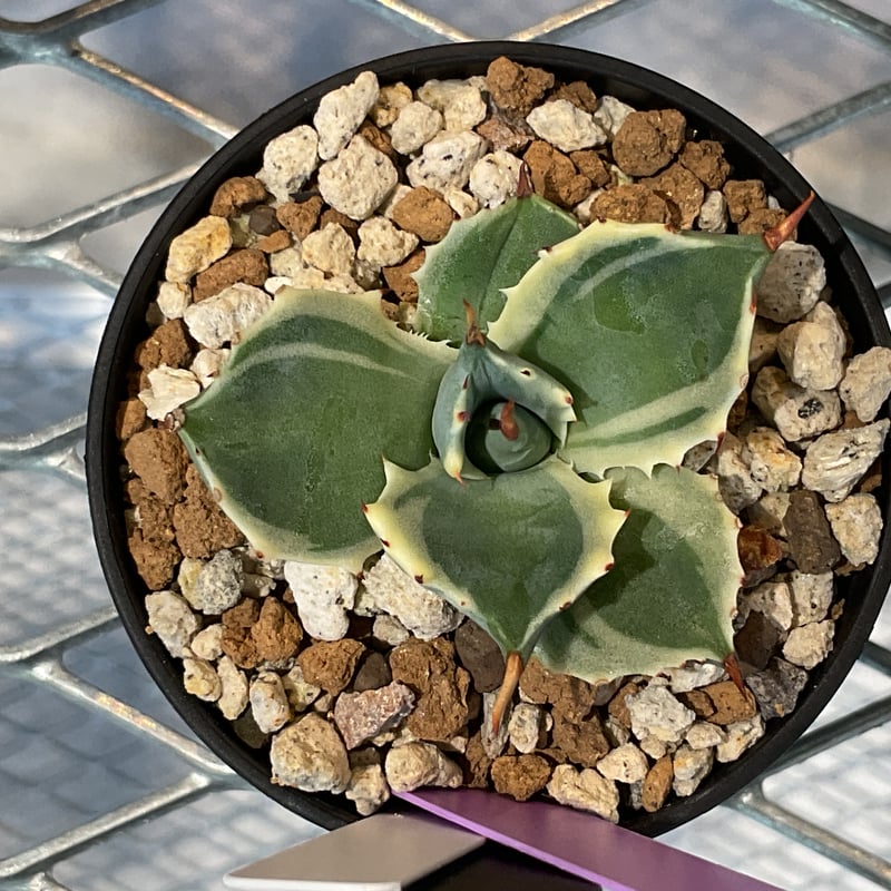 AGAVE ISTHMENSIS ATOMIC GOLD | カトーエンゲー東京