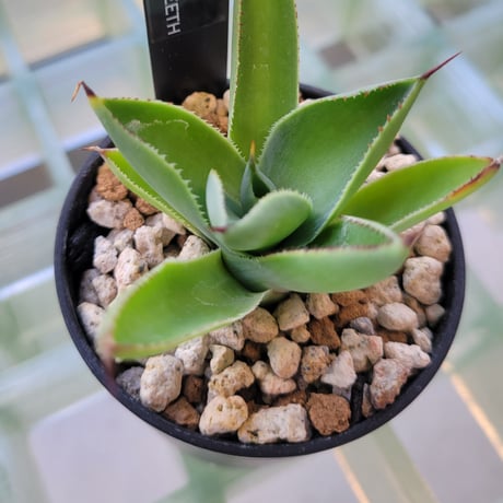 AGAVE BABY TEETH