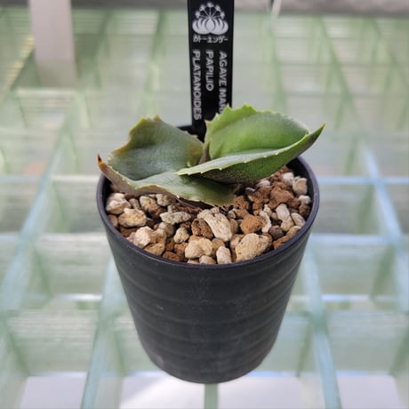 AGAVE MARMORATA PAPILIO PLATANOIDES