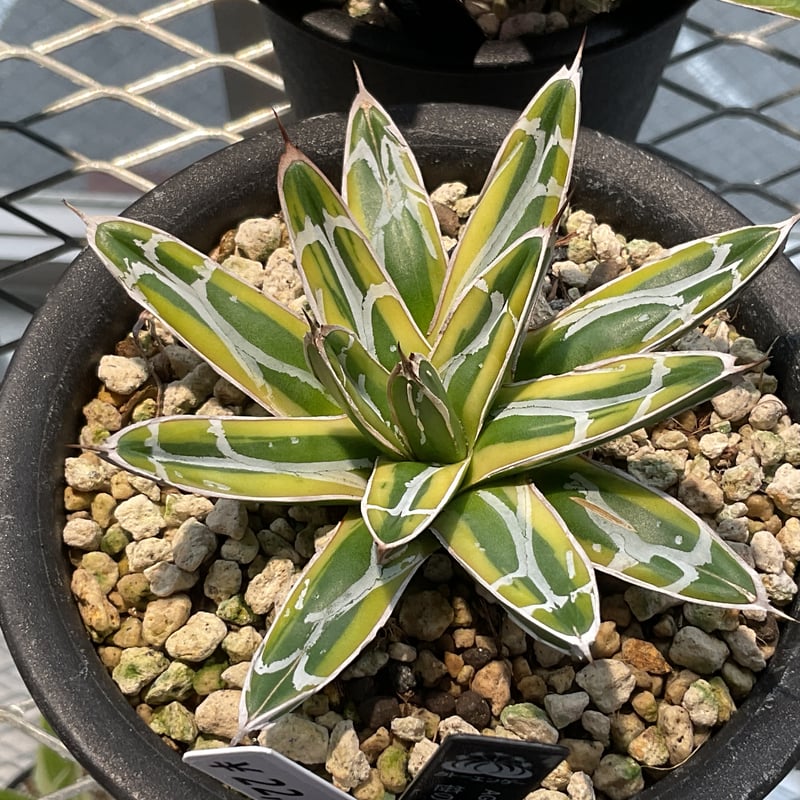 AGAVE 笹の雪 金色堂 | カトーエンゲー東京