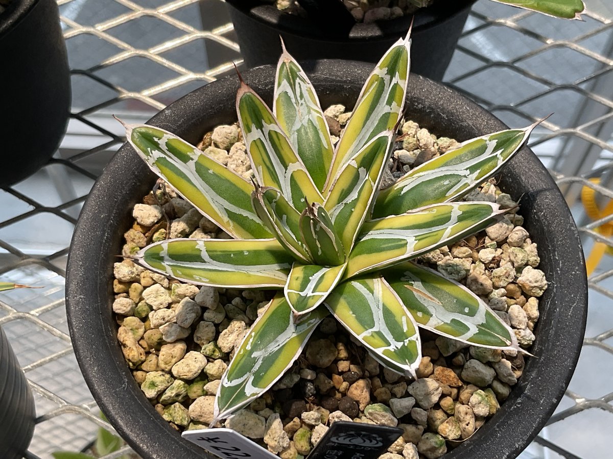 AGAVE 笹の雪 金色堂 | カトーエンゲー東京