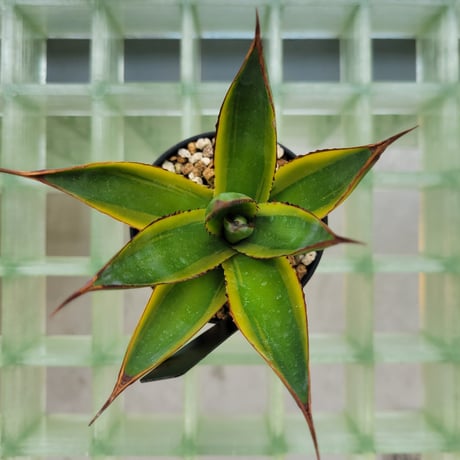 AGAVE SUN GLOW