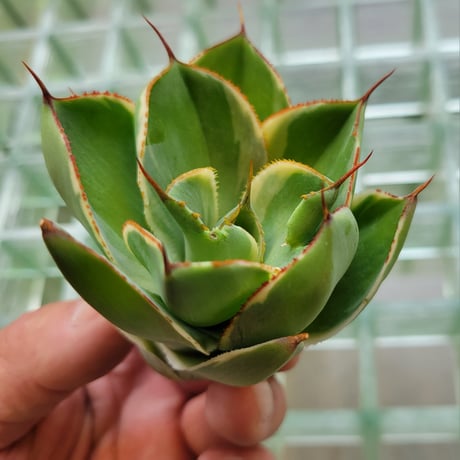 AGAVE BABY TEETH VARIEGATA
