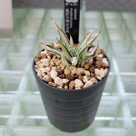 AGAVE PARVIFLORA 姫乱雪白中斑