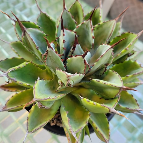 AGAVE CUBIC MARGINATA