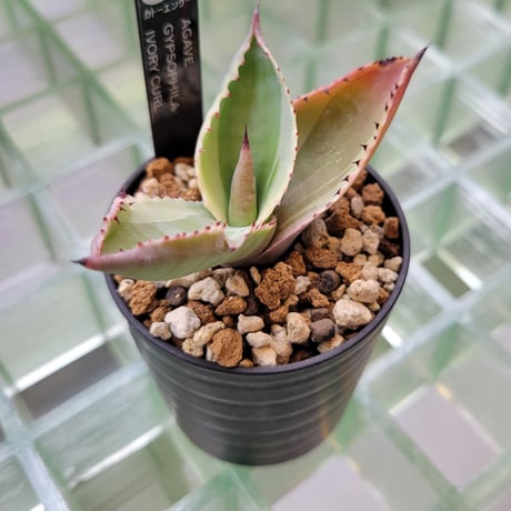AGAVE GYPSOPHILA IVORY CURL